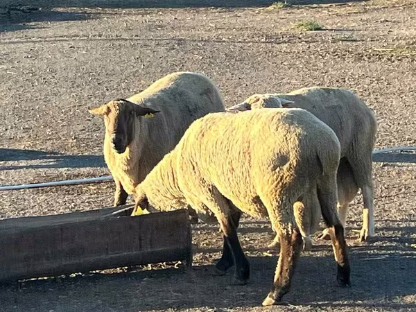 Beran, Hampshire sheep