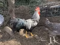 Chickens — 4-сурет