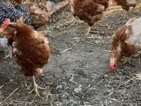 Chickens — फ़ोटो 2