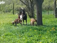 Goat, Goats — photo 1