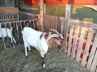 Billy Goat, Boer goat — photo 2