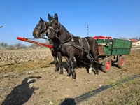 Mare, Nonius horse — photo 2
