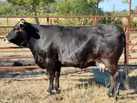 Vaca, Raza carpatiana marrón — foto 1