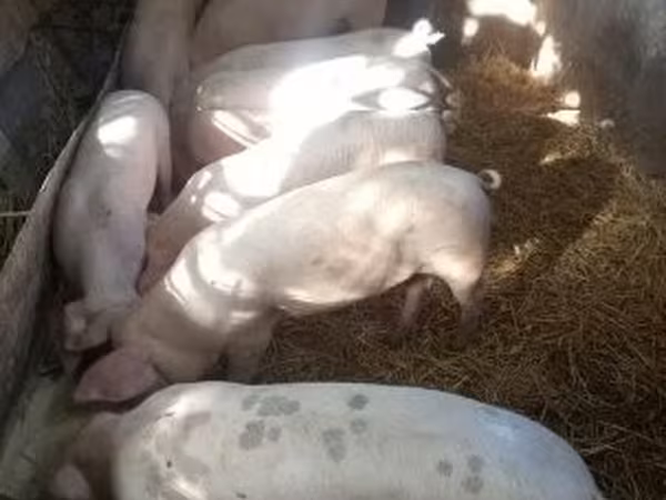 母猪, Pigs