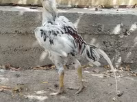 Chickens — 3. fotó