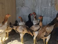 Ayam Cemani — 2. fotó