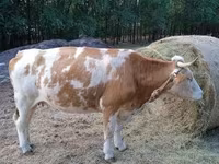 Tehén, Simmental cattle — 4. fotó