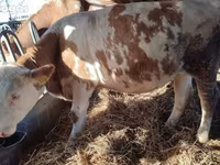 गाय, Simmental cattle — फ़ोटो 3
