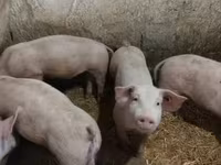 Eber, Schweine — Foto 6