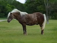 Caballo, Caballos — foto 3