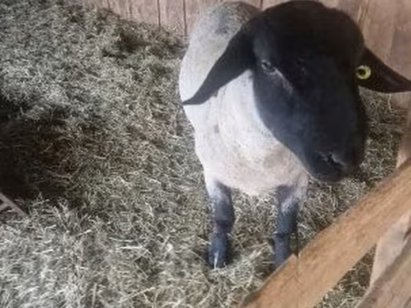 كبش, White Suffolk sheep — هنغاريا