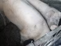 Eber, Schweine — Foto 3