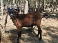 Nőstény kecske, Nubian Goat — 2. fotó