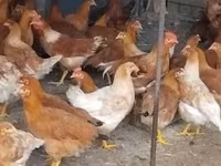 Chickens — الصورة 1