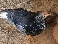 Chickens — photo 8