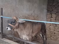 Toro, Brahman — foto 2