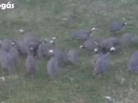 Guinea fowl — Foto 2