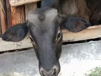Bika, Swiss cattle — 1. fotó