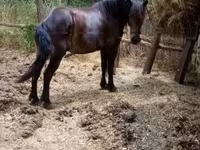 Kanca, Lovak — 4. fotó