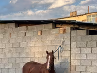 Hing, Friesian sport horse — 3. fotó