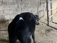 İribuynuzlu mal-qara (partiya, cinsi göstərilməyib), Russian Black pied cattle — foto 8