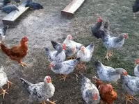 Chickens — photo 2