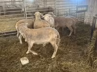Kos, Merino sheep — 5. fotó
