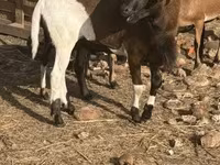 公羊, Cameroon sheep — 照片 1