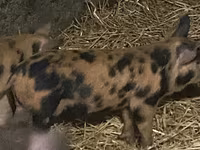 Boar, Pigs — photo 3
