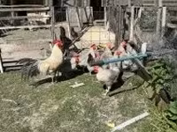 Chickens — zdjęcie 4