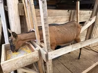 母山羊, Alpine goat — 照片 4