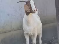 Kecskék (tétel, nem megadva), Boer goat — 1. fotó