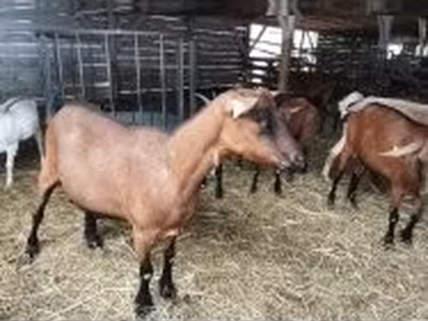Ziege, Alpine goat — Ungarn