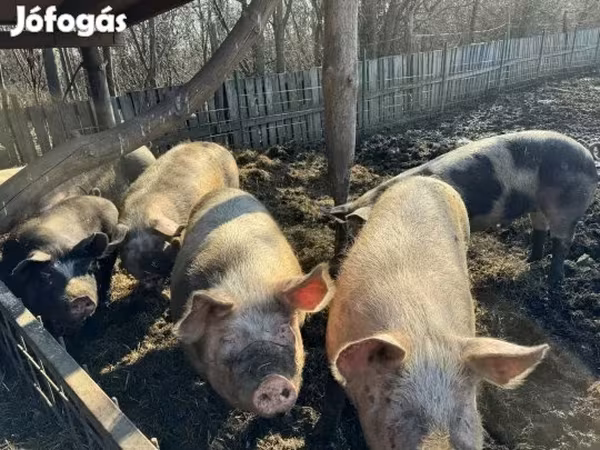 Boar,  — Hungary