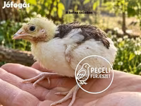Quails — Foto 4