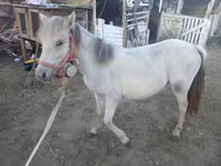 Mare, Horses — photo 2