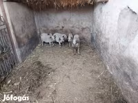 猪（批次，未指定性别）, Мангалица — 照片 4