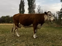 İnək, Simmental cattle — foto 1