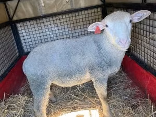 Kos, Ile-de-France sheep