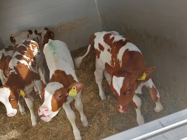 公牛, Simmental cattle