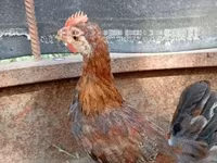 Chickens — 5-сурет