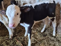 Krava, Russian Black pied cattle — foto 4