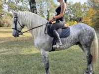 Hing, Andalusian horse — 2. fotó
