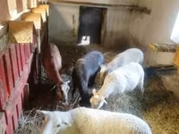 Oveja, Cameroon sheep — foto 2