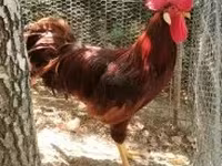 Chickens — foto 3