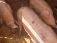 Boar, Pigs — photo 6
