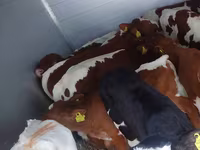 Bika, Simmental cattle — 1. fotó