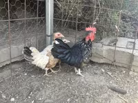 Chickens — 2-сурет