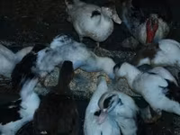Ducks — photo 3