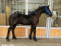 घोड़ा, Dutch warmblood horse — फ़ोटो 3